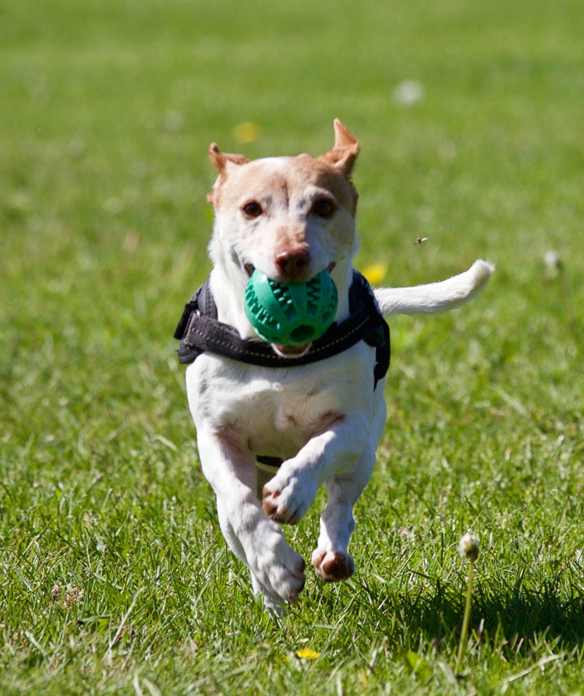Good dog running with a smile holding a green ball